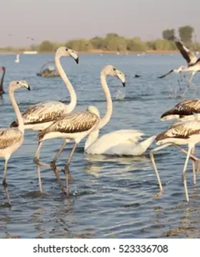 Chilika Lake