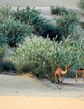 Desert National Park