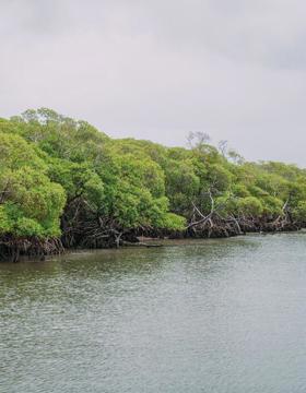 Bhitarkanika